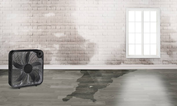 Best Carpet water damage restoration  in Lukachukai, AZ